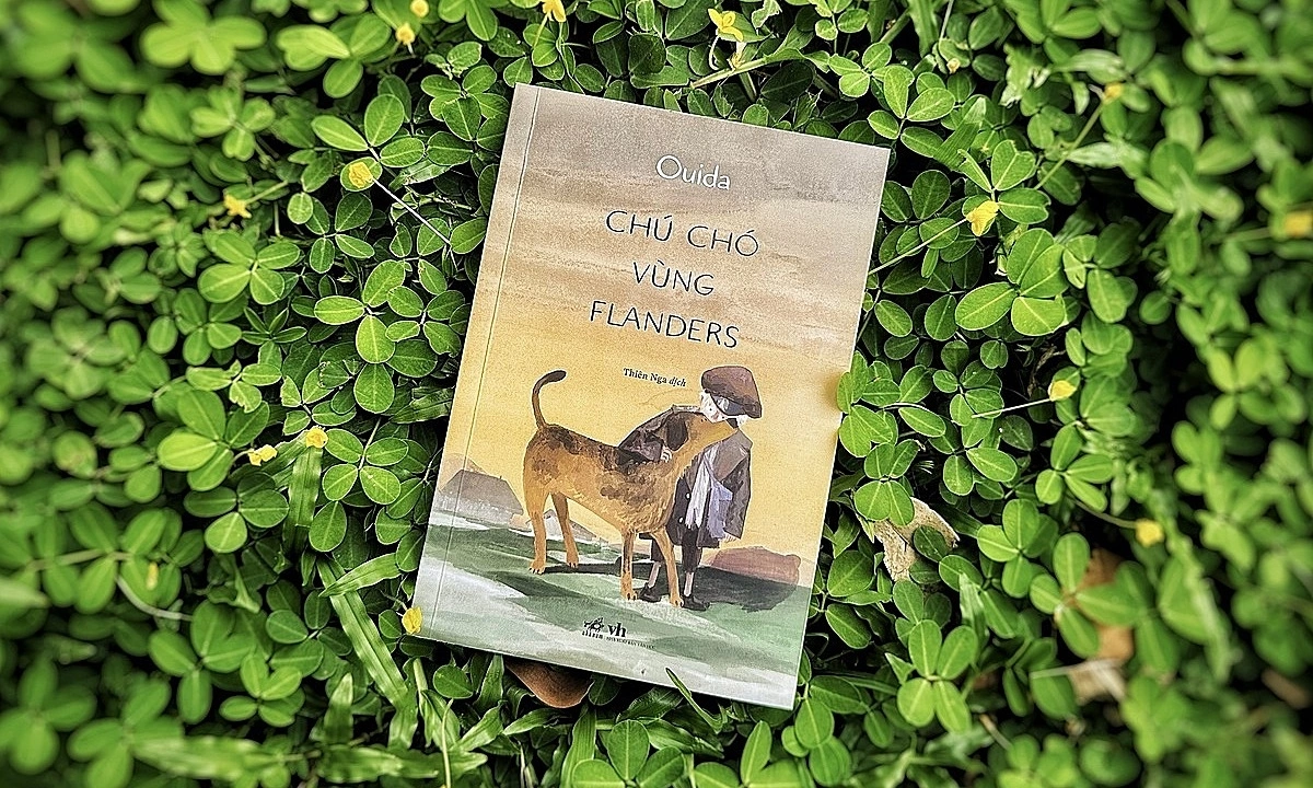 ‘Chú chó vùng Flanders’ hồn nhiên vượt nghịch cảnh - hình ảnh - rr88slot.vip ‘Chú chó vùng Flanders’ hồn nhiên vượt nghịch cảnh - hình ảnh - rr88slot.vip
